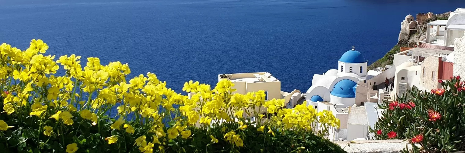 Yellow flowers in the forefront and white-washed buildings on the background