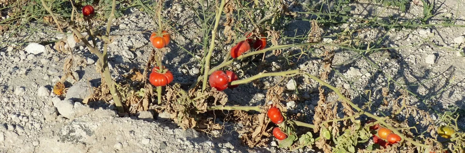 A tomato tree planted on the soil of Santorini
