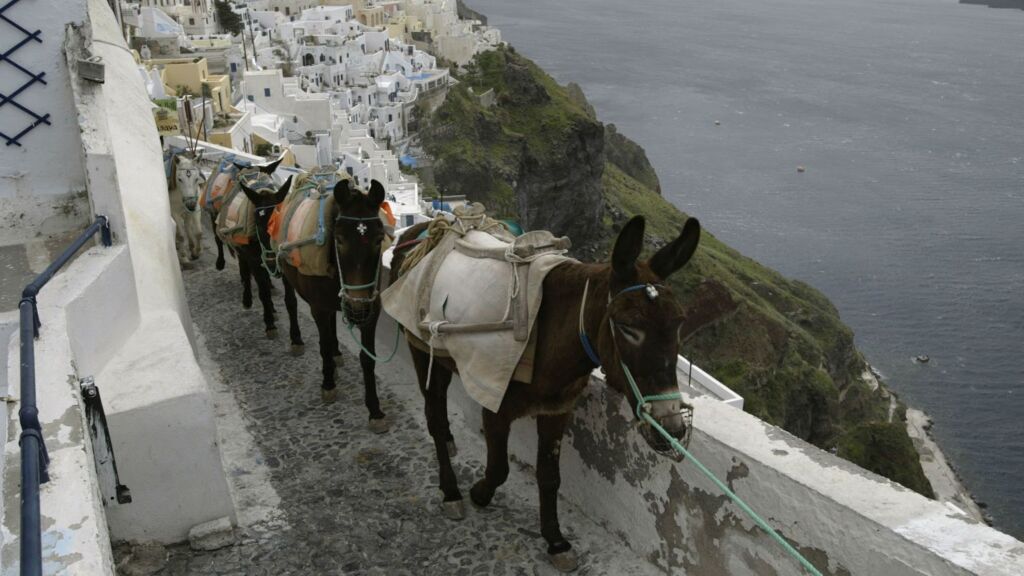 Santorini-donkey-tour