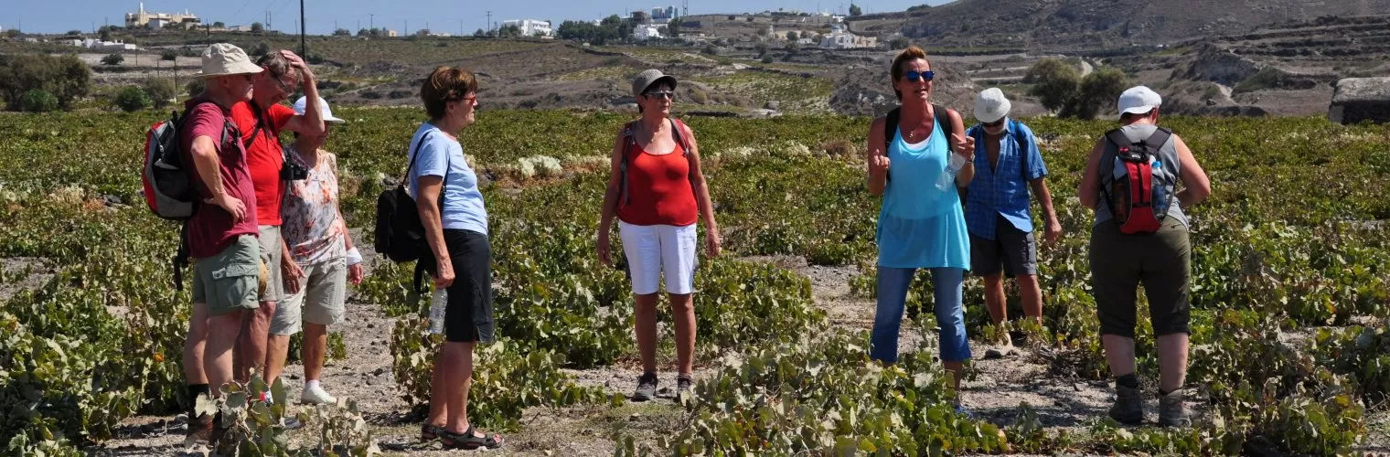 People in a local vineyard during a wine tour in Santorini