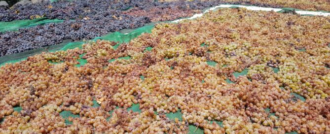Sundrying grapes in Santorini wineries