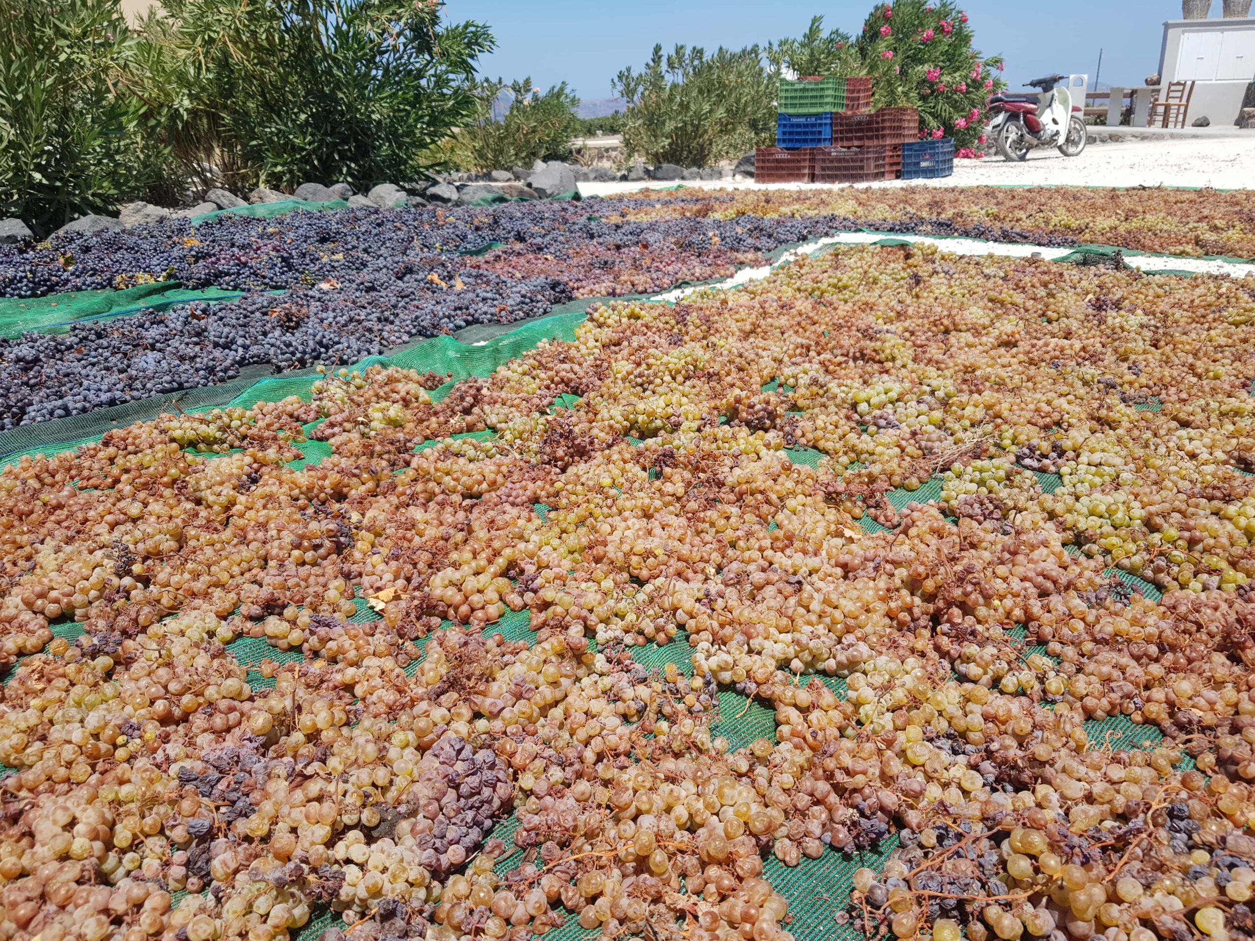 Sundrying grapes in Santorini wineries