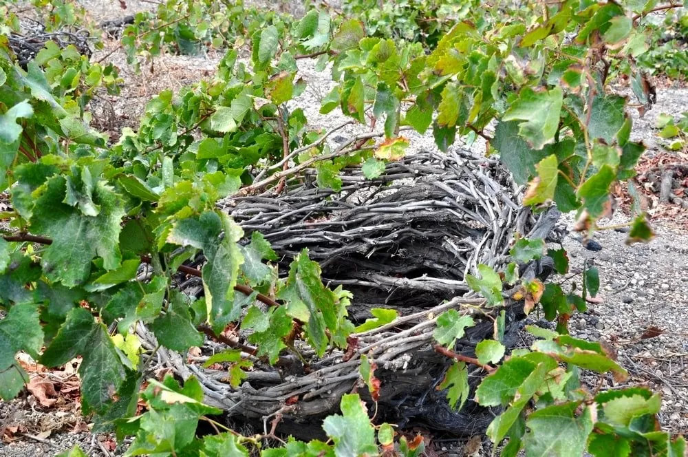 Virtual Tours of Santorini vine basket
