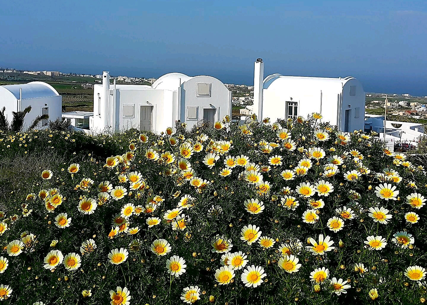 Yellow flowers during spring in Santorini