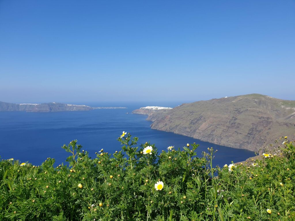 Blossoming landscape with caldera in the background in Santorini in April